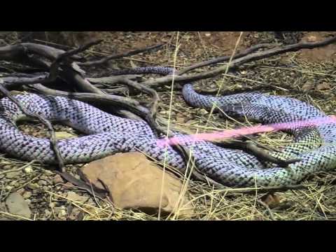 The Nocturnal House 02 Mulga Snake or King Brown Snake with Peter Nunn