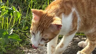 Akira橘貓直播中#cat#貓動画#可愛い猫