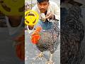 RC Cock Remote Control Unboxing And Testing Shorts Cock