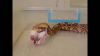 East x West African Gaboon Viper feeding