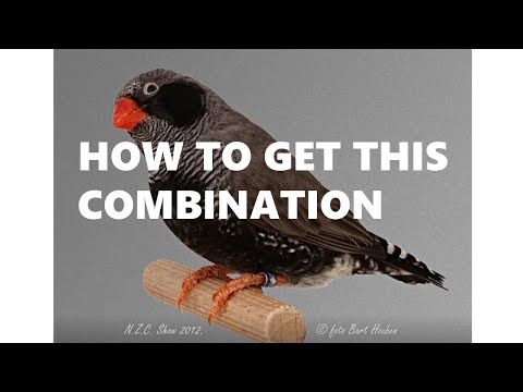 HOW TO GET BFBC (2B  BLACK COMBO ) STEP BY STEP GUIDE ( ZEBRA FINCH )