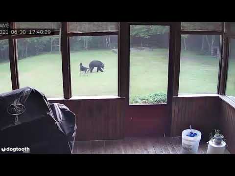 Family's Dog Plays with Black Bear in Back Garden || Dogtooth Media