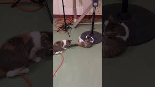 Download lagu PLAY WHILE WAITING #Breakfast #Luna #Bela #Early7am #Shorts #VideoViral #Cool #@Joyyet'sFarm mp3 Download lagu PLAY WHILE WAITING #Breakfast #Luna #Bela #Early7am #Shorts #VideoViral #Cool #@Joyyet'sFarm mp3