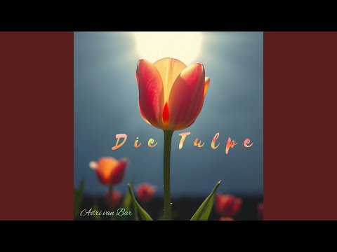 Die Tulpe