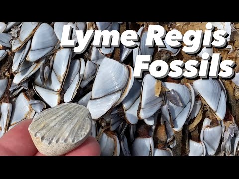 Beautiful Jurassic Coastline Ammonites