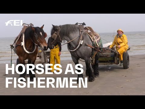 Shrimp fishing with horses: A Belgian tradition | RIDE presented by Longines