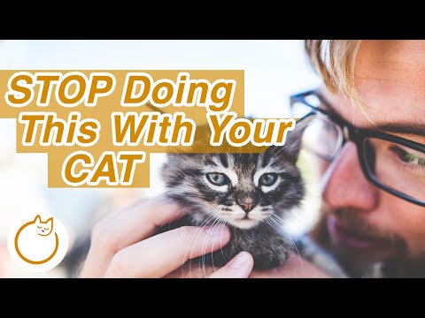 Mistakes Cat Owners Makes - STOP Doing This!