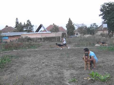 vito & horvath robrt,bexter & horvath stefi,omar & horvath janko,kalman elfarat