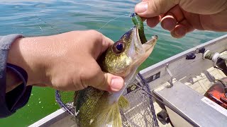 There were SO MANY WALLEYE here!