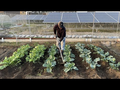 観賞用の草に適切に肥料を与える トピックス