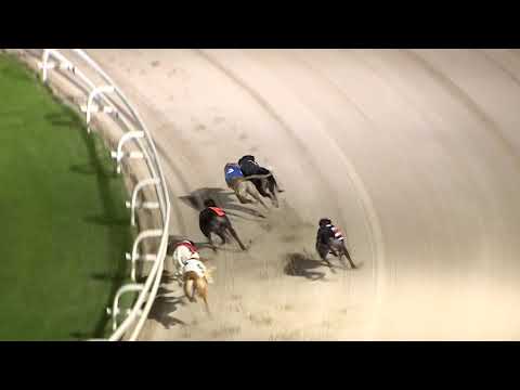 ECC TIMBER PUPPY DERBY - HEAT 5 - T2 RUSSANDA RIPLEY