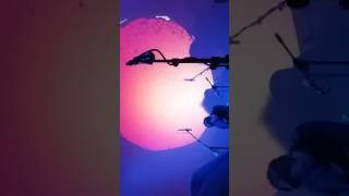 Dungen - Häxan (LIVE)