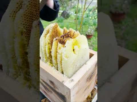 非常に優れた野生のミツバチ植物の植物リスト トピックス