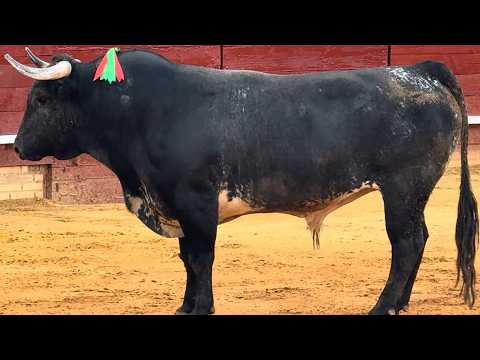 Salida 1º toro de MIURA: \