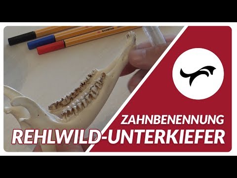 Zahnbenennung Rehwild-Unterkiefer in der Jagdscheinprüfung