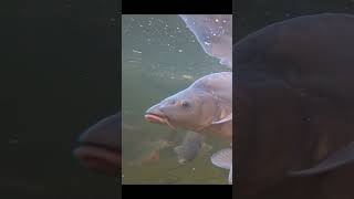 Carp Music Video