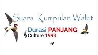Download lagu SUARA WALET  DURASI PANJANG , RAME!! mp3