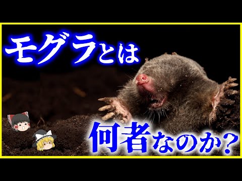 モグラかハタネズミか?一目でわかる違い トピックス