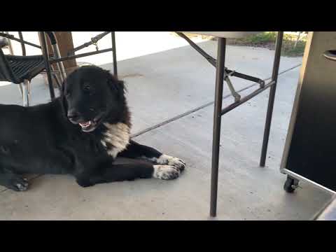 Zrangi 150 Pound Gampr Growls