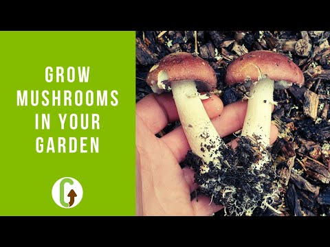 How To Grow Mushrooms In Your Garden (Outdoor Mushroom Beds) | GroCycle