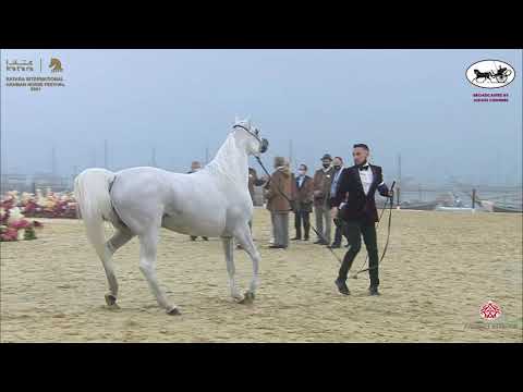 N 205 MENOUAH AL RAYYAN   Katara International Arabian Horse Festival   Mares 7 10 Years Old Class 8