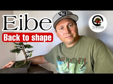 Eibe „Back to shape „ Bonsai 36/23