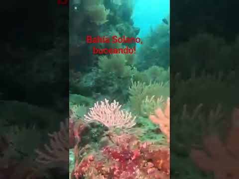 buceando en Bahía Solano! choco, Colombia. #adventure#naturaleza#nature #relaxingmusic #colombia