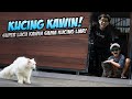DRAMA KUCING SUPER LUCU TAPI KAWIN SAMA KUCING JALANAN BOCIL SAMPAI MARAH BESAR
