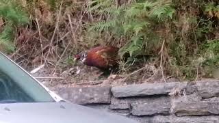 Wildlife continues