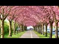 Gipsy Kings - El Camino