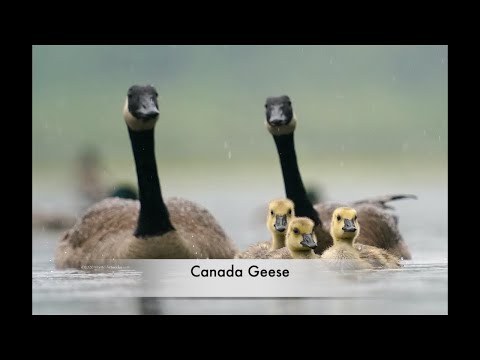 *CANADA GOOSE FAMILY " GO SWIMMING " 2021 #0428