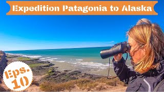 [S2 - Eps. 10] Incredible WILDLIFE in ARGENTINA!