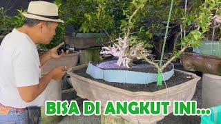 Download lagu 'NEMU BAHAN BAGUS' GREBEK MALAM KE KOLEKTOR BONSAI BALI mp3