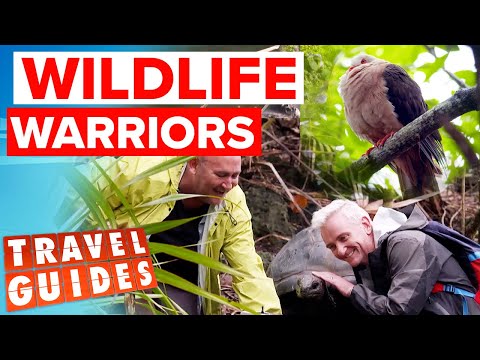Face-to-face with RARE pink pigeon in Mauritius | Travel Guides Australia