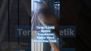 Download lagu CEK FIGHTER/TARUNG!Terapi Pancingan Suara Trucukan Gacor Melatih Mental Emosi & Birahi mp3