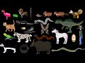 The Kids Picture Show HD FANMADE ANIMALS LIKE RODENTS BIRDS PETS 1 AND 3 AND MORE ALL THEN
