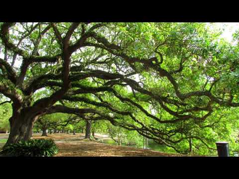 Ellis Marsalis Quintet "Rhythm-A-Ning" LIVE @ Snug Harbor, New Orleans 1-4-2019