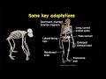 Was Running Really Invented? Exploring the Origins of Human Movement