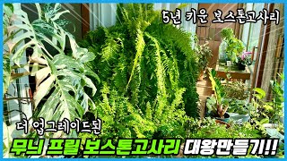 대왕 무늬 보스턴고사리 꿀팁 대방출!! 크게 키우려면 이렇게 키워보세요!! feat. 무늬커피나무