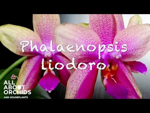 , title : 'Ορχιδέα Phalenopsis liodoro'