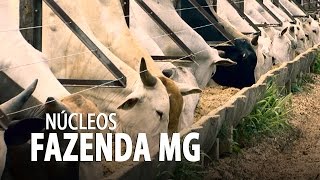 preview picture of video 'Núcleo Mineral para Confinamento (Fazenda MG)'