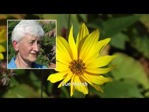 Gardening volunteers at Gressenhall Farm and Workhouse