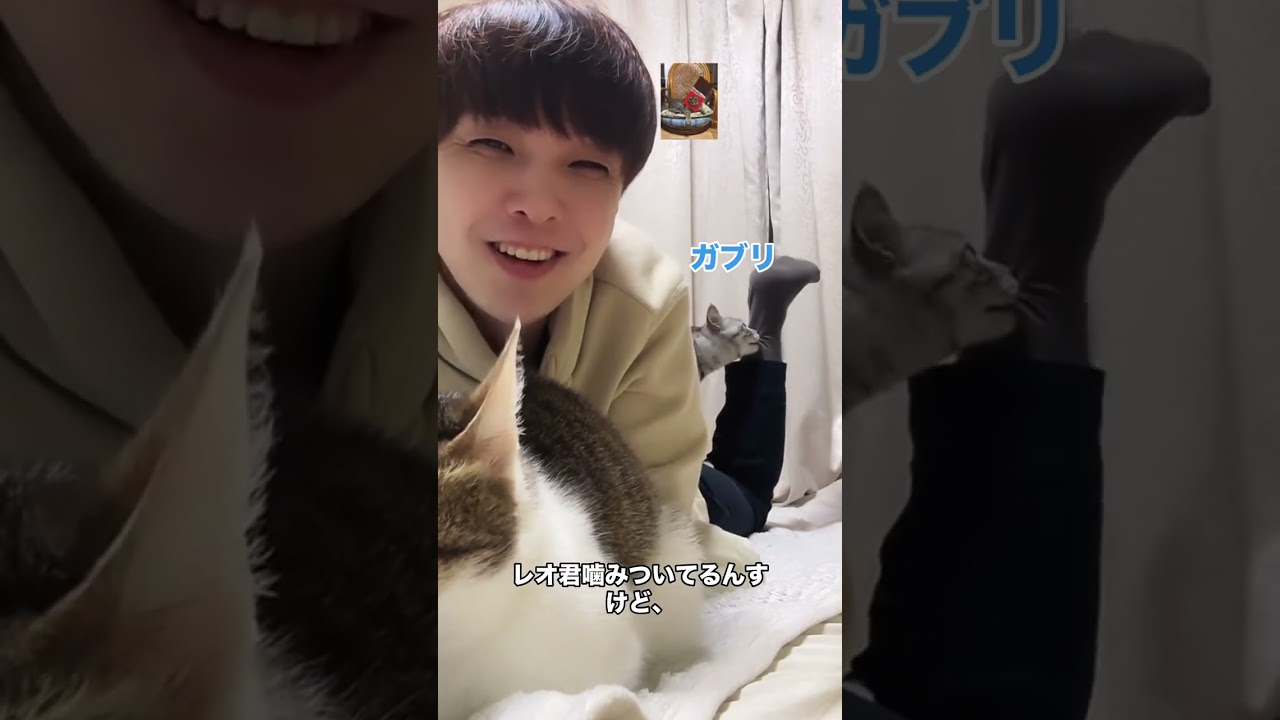 ふみふみ猫レオ君のルーティン