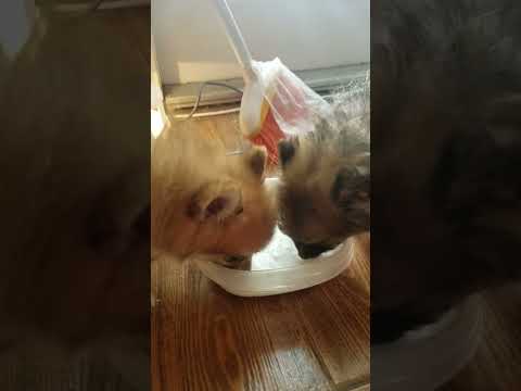 Baby dogs-Cute nd Funny dogs Videos Compilation #Aww Animals