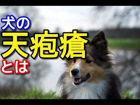 犬の天疱瘡 - 原因、症状、治療法