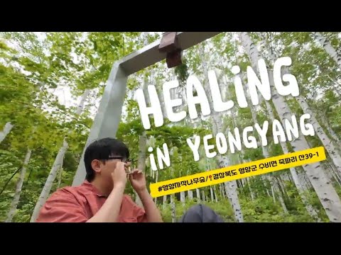 [영양군] 힐링 그 자체, 영화 한 편 보시죠?(#영양자작나무숲)