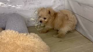 ハーフ犬の動画01