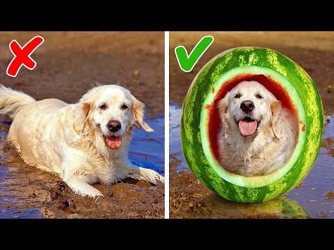 20+ DIYs, DISPOSITIVOS Y TRUCOS INVALUABLES PARA DUEÑOS DE MASCOTAS