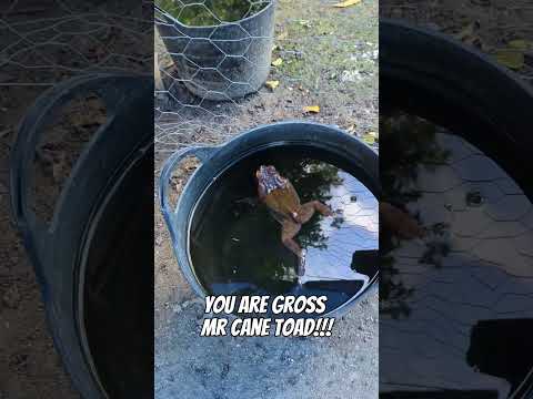 You are so gross! MR CANE TOAD!🐸