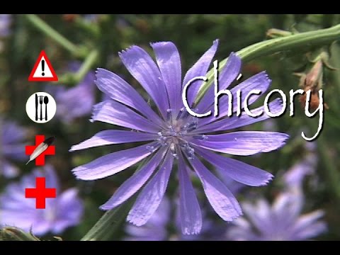Chicory: Edible, Medicinal & Cautions